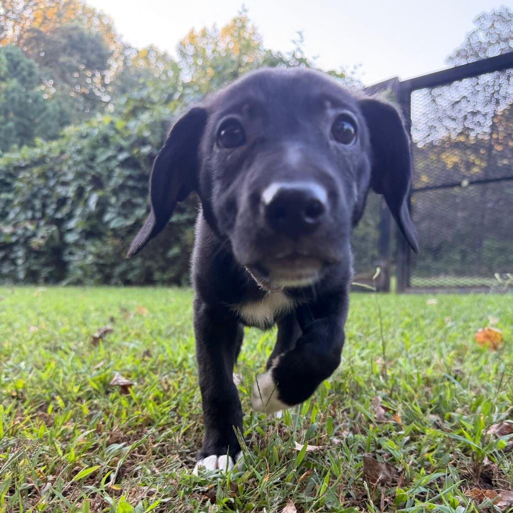 Enlarge Luna, a Adoptable mixed breed in Rossville, GA image 1/5