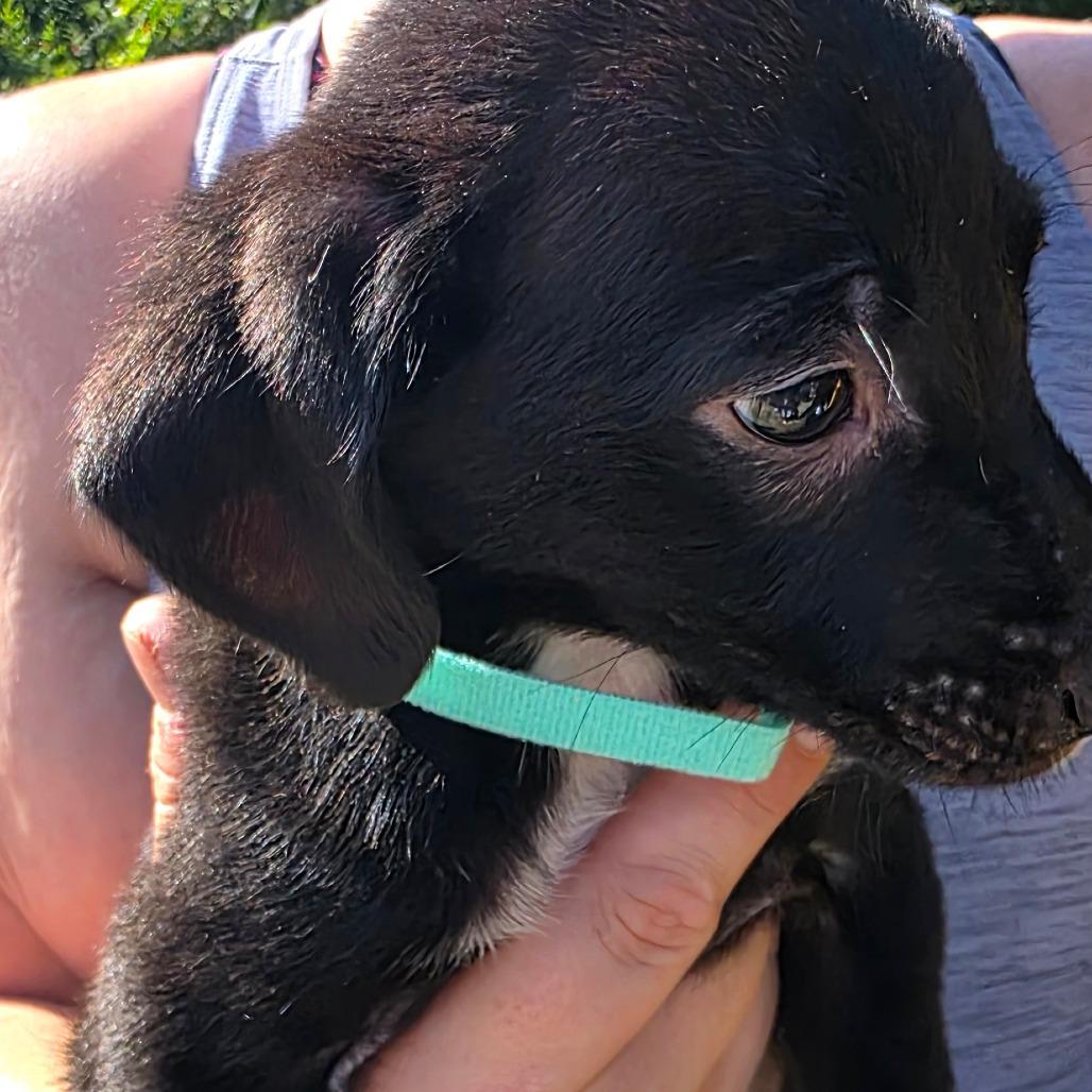 Enlarge Luna, a Adoptable mixed breed in Rossville, GA image 2/5