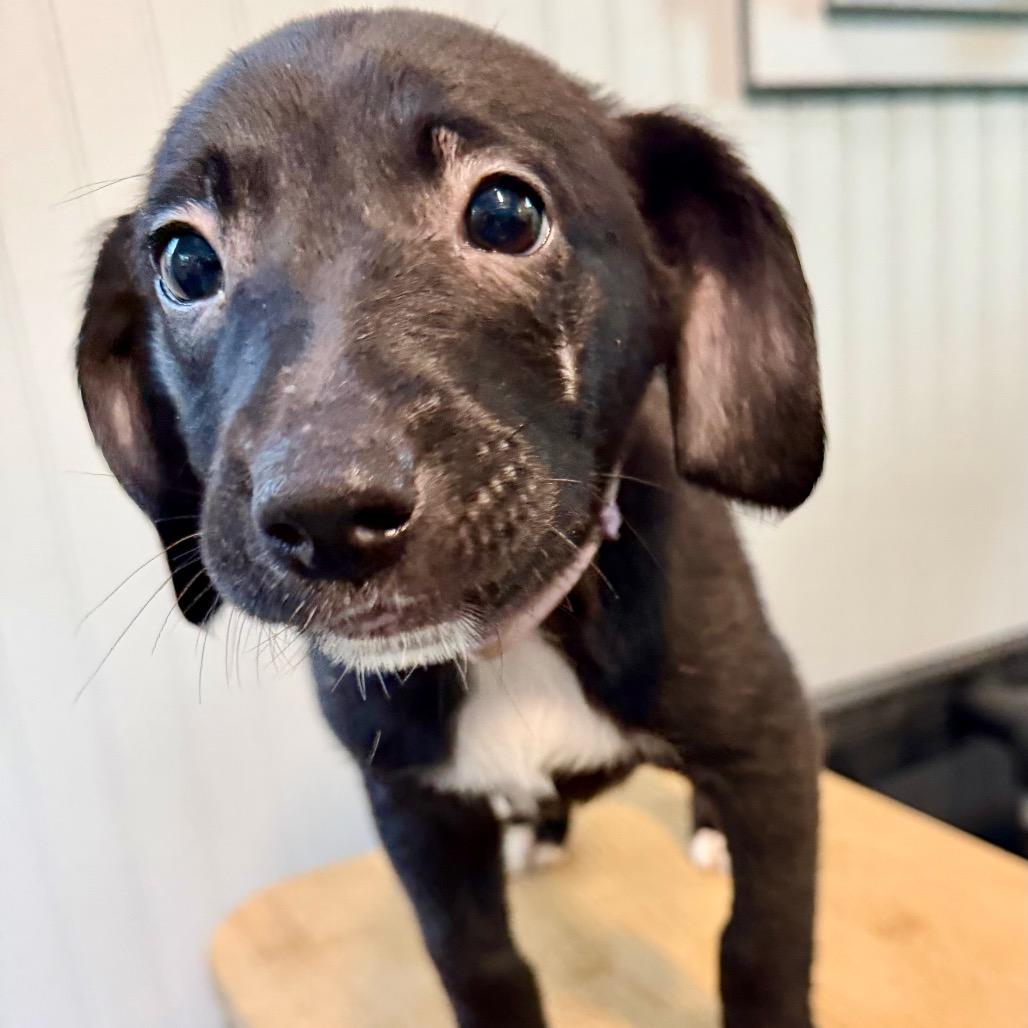 Enlarge Luna, a Adoptable mixed breed in Rossville, GA image 3/5