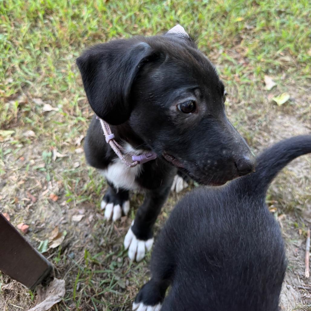 Enlarge Luna, a Adoptable mixed breed in Rossville, GA image 4/5