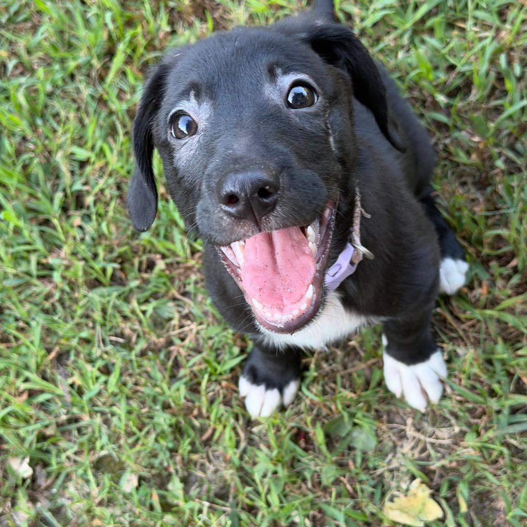 Enlarge Luna, a Adoptable mixed breed in Rossville, GA image 5/5