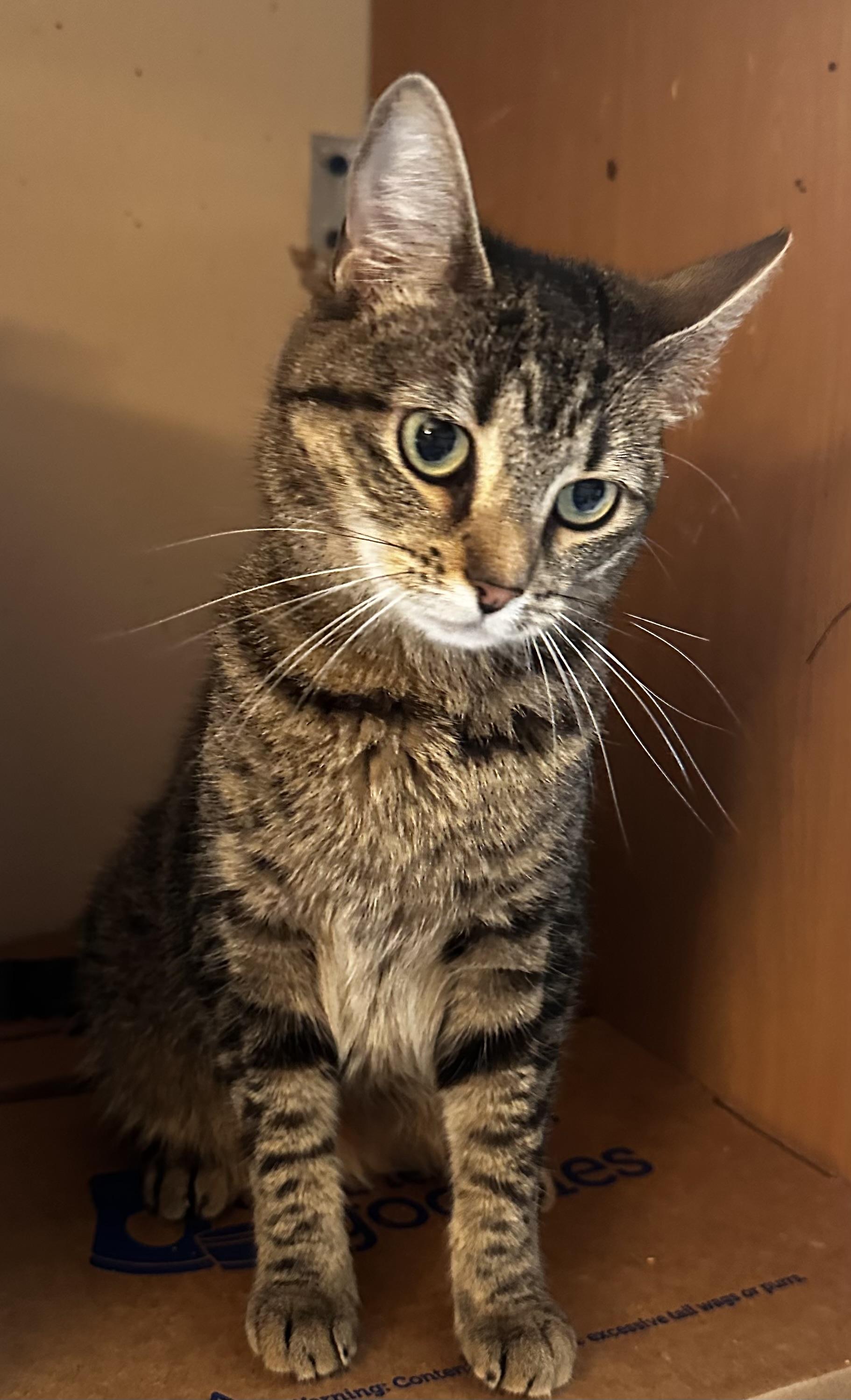 Thelma, Adoptable, Young Female Tabby.