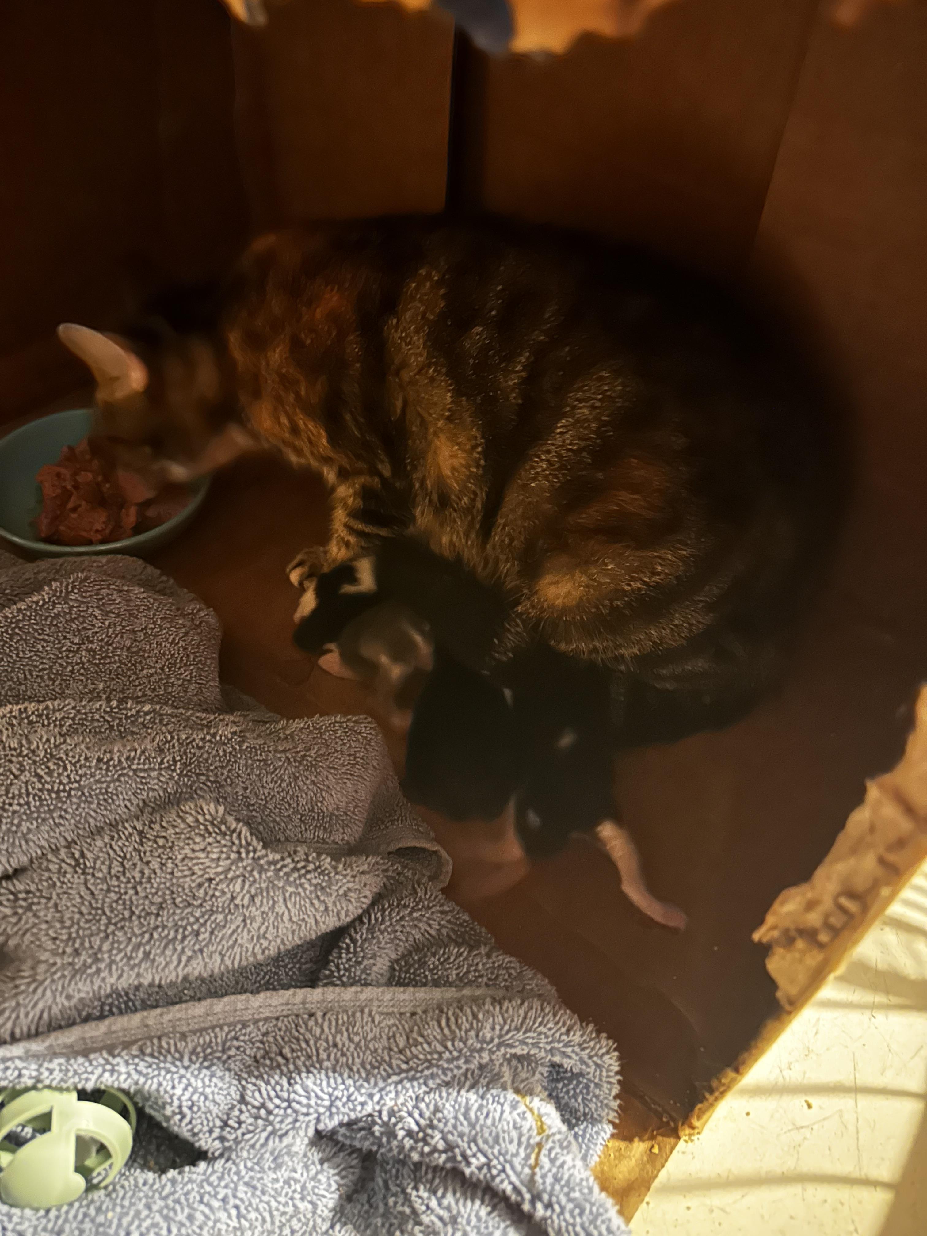 Thelma, a Adoptable Tabby in Lake Worth, FL image 2/3