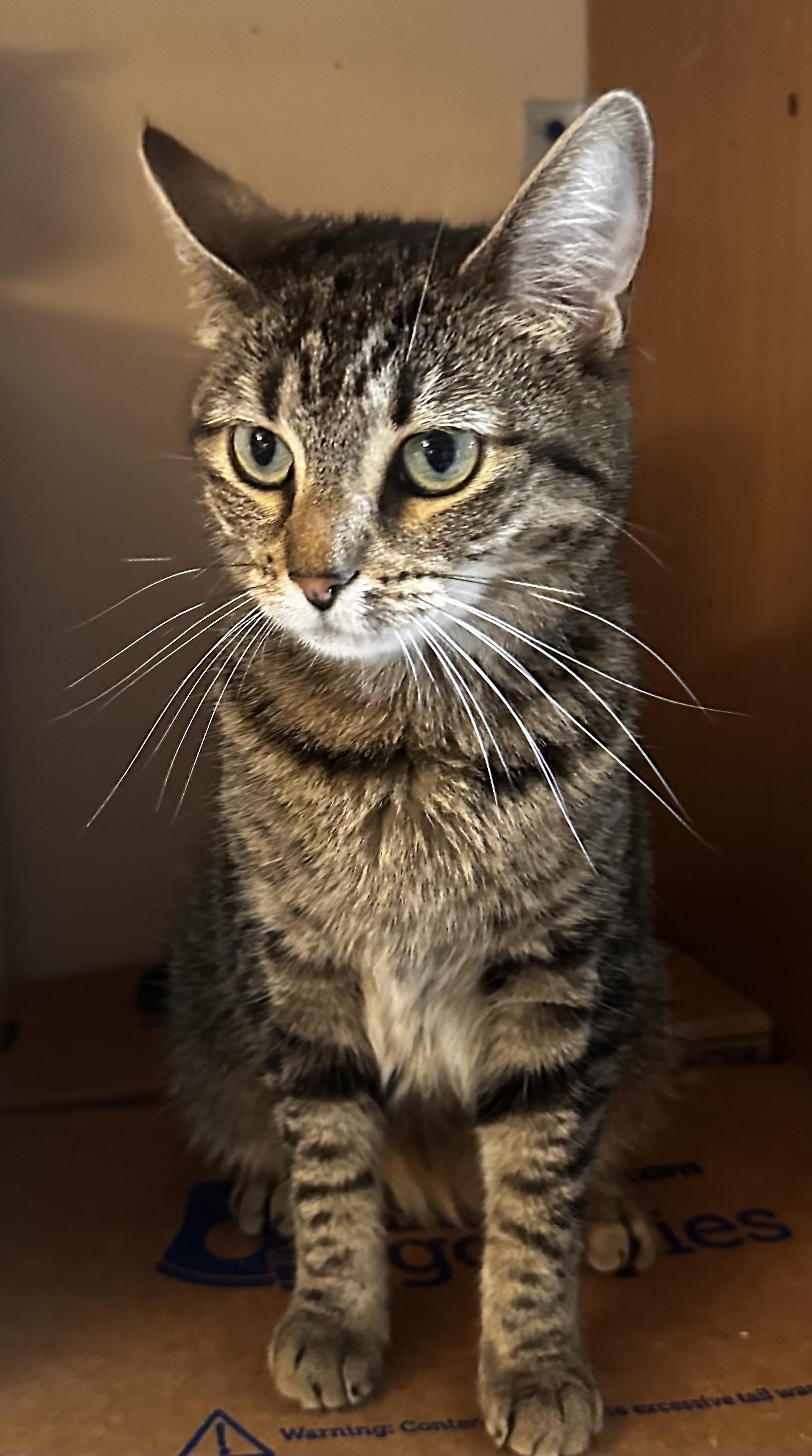 Thelma, a Adoptable Tabby in Lake Worth, FL image 3/3