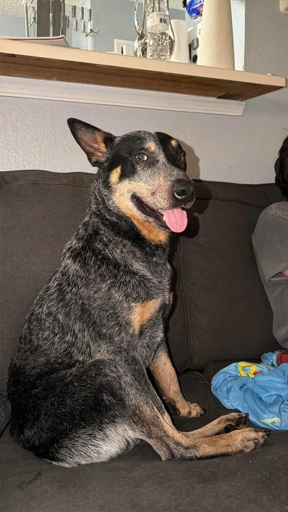 Bojack, Adoptable, Adult Male Australian Cattle Dog / Blue Heeler.