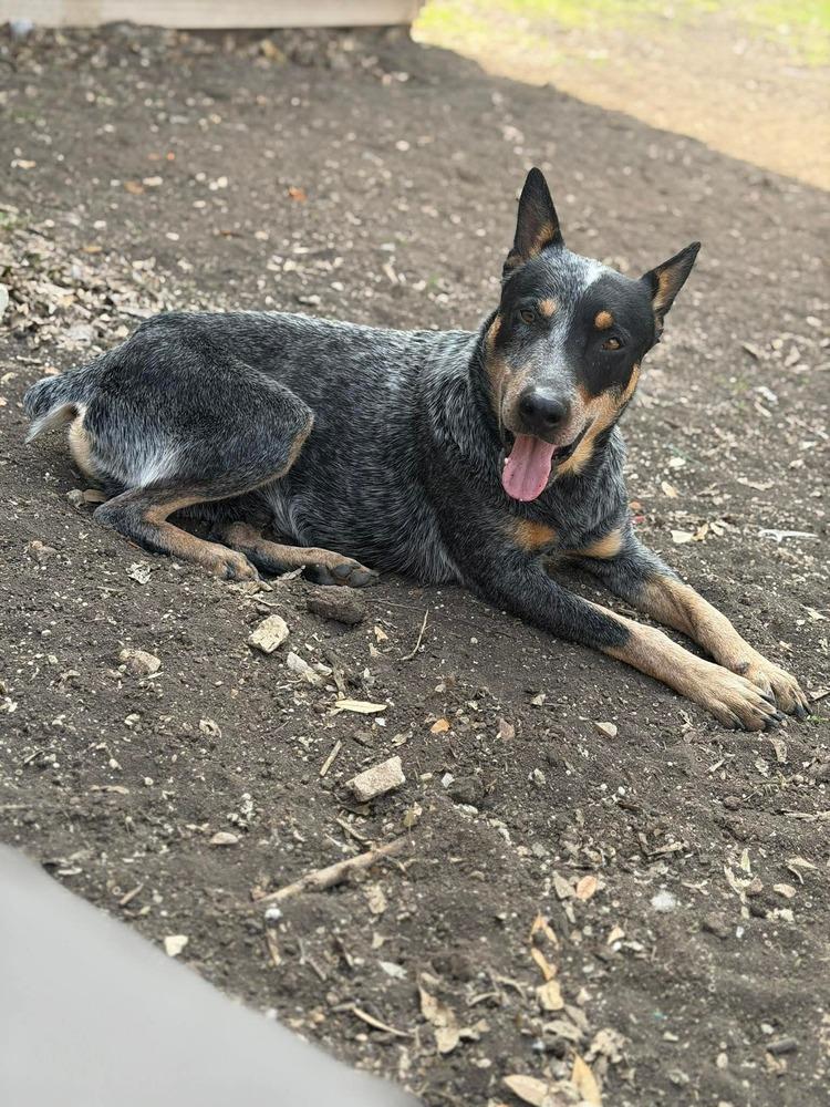 Enlarge Bojack, a Adoptable mixed breed in Denver, CO image 2/6