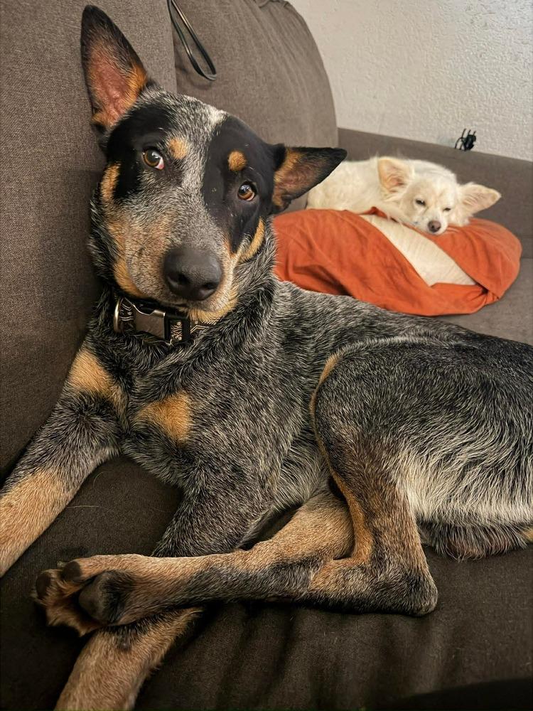 Enlarge Bojack, a Adoptable mixed breed in Denver, CO image 3/6