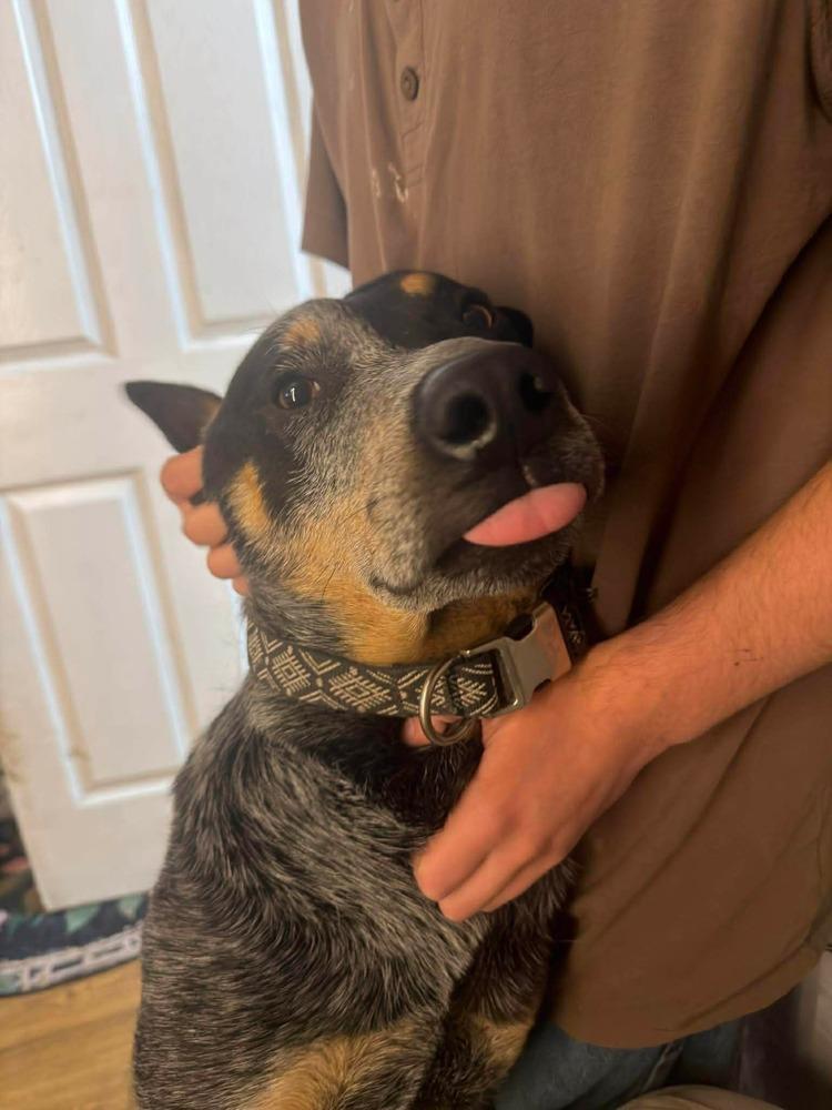 Enlarge Bojack, a Adoptable mixed breed in Denver, CO image 4/6