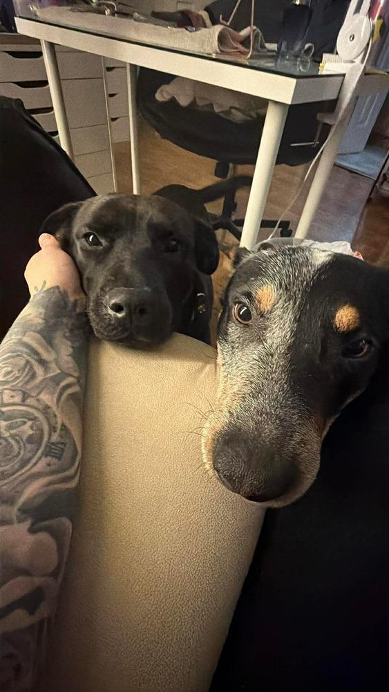 Enlarge Bojack, a Adoptable mixed breed in Denver, CO image 5/6