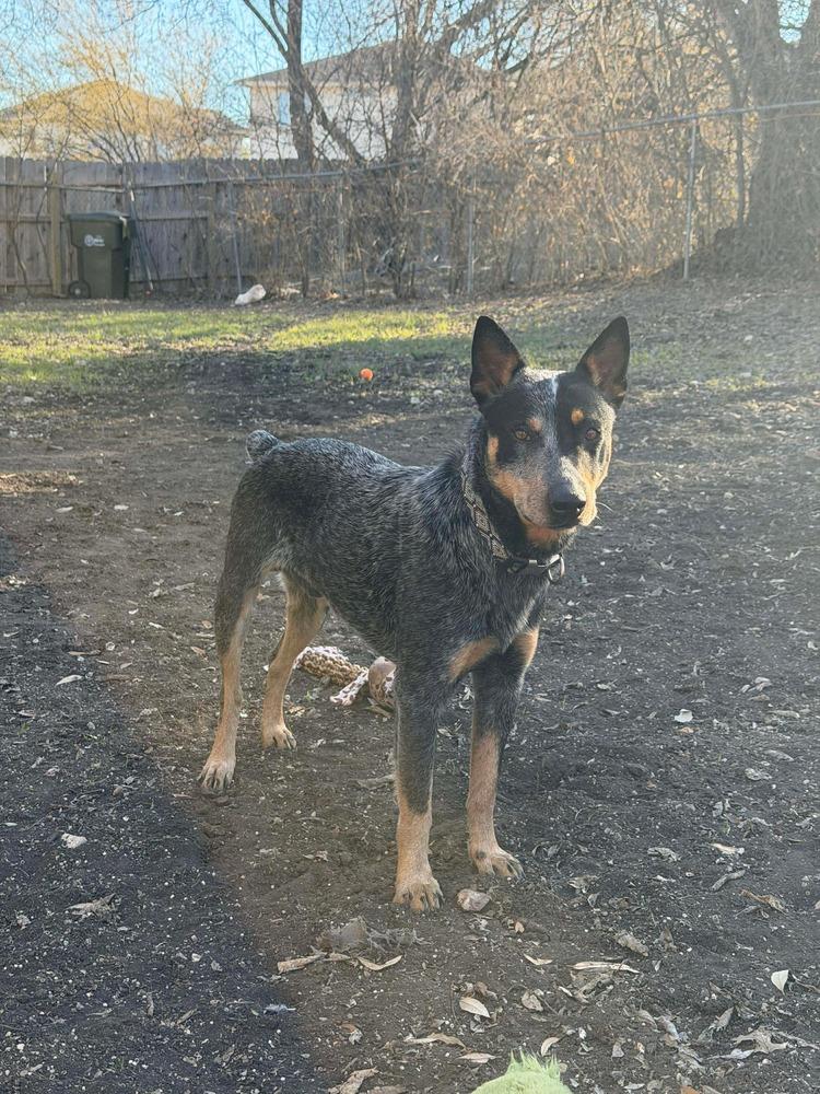 Enlarge Bojack, a Adoptable mixed breed in Denver, CO image 6/6