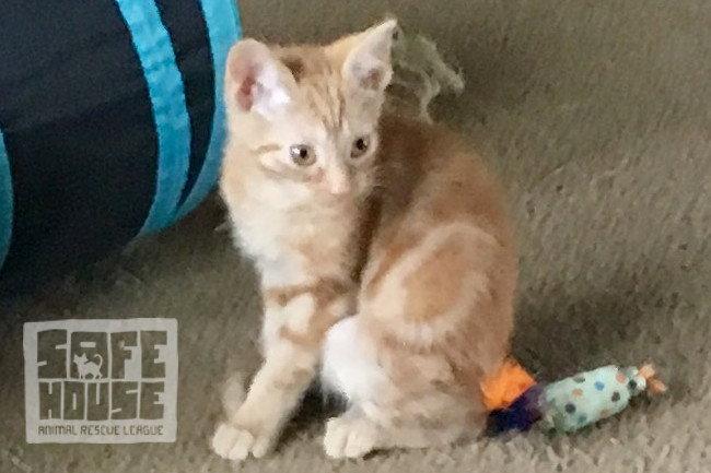 Enlarge Sunshine (Declawed), a Adopted Domestic Short Hair in Dalzell, IL image 1/3