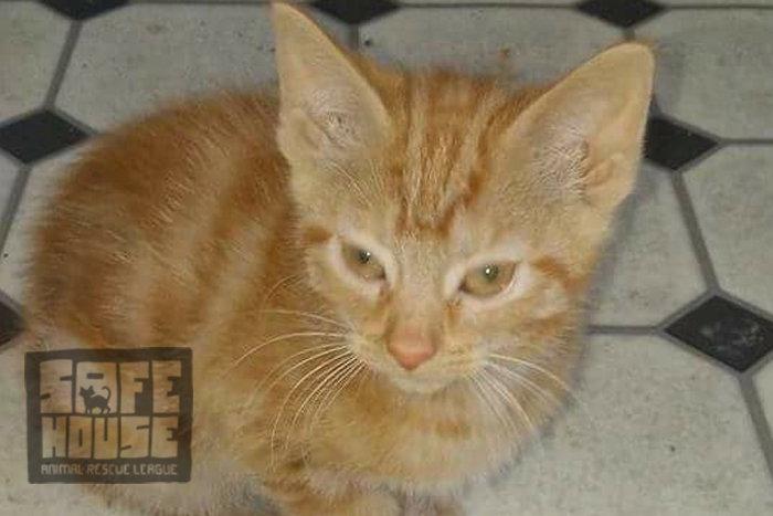 Enlarge Sunshine (Declawed), a Adopted Domestic Short Hair in Dalzell, IL image 2/3