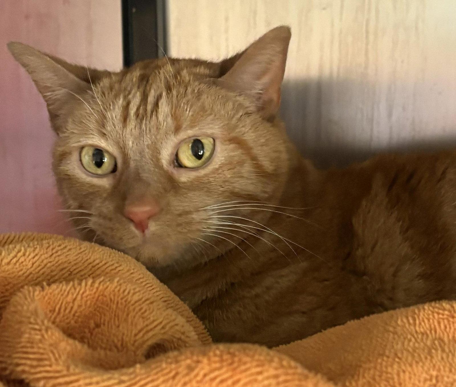 Enlarge Sunshine (Declawed), a Adopted Domestic Short Hair in Dalzell, IL image 3/3
