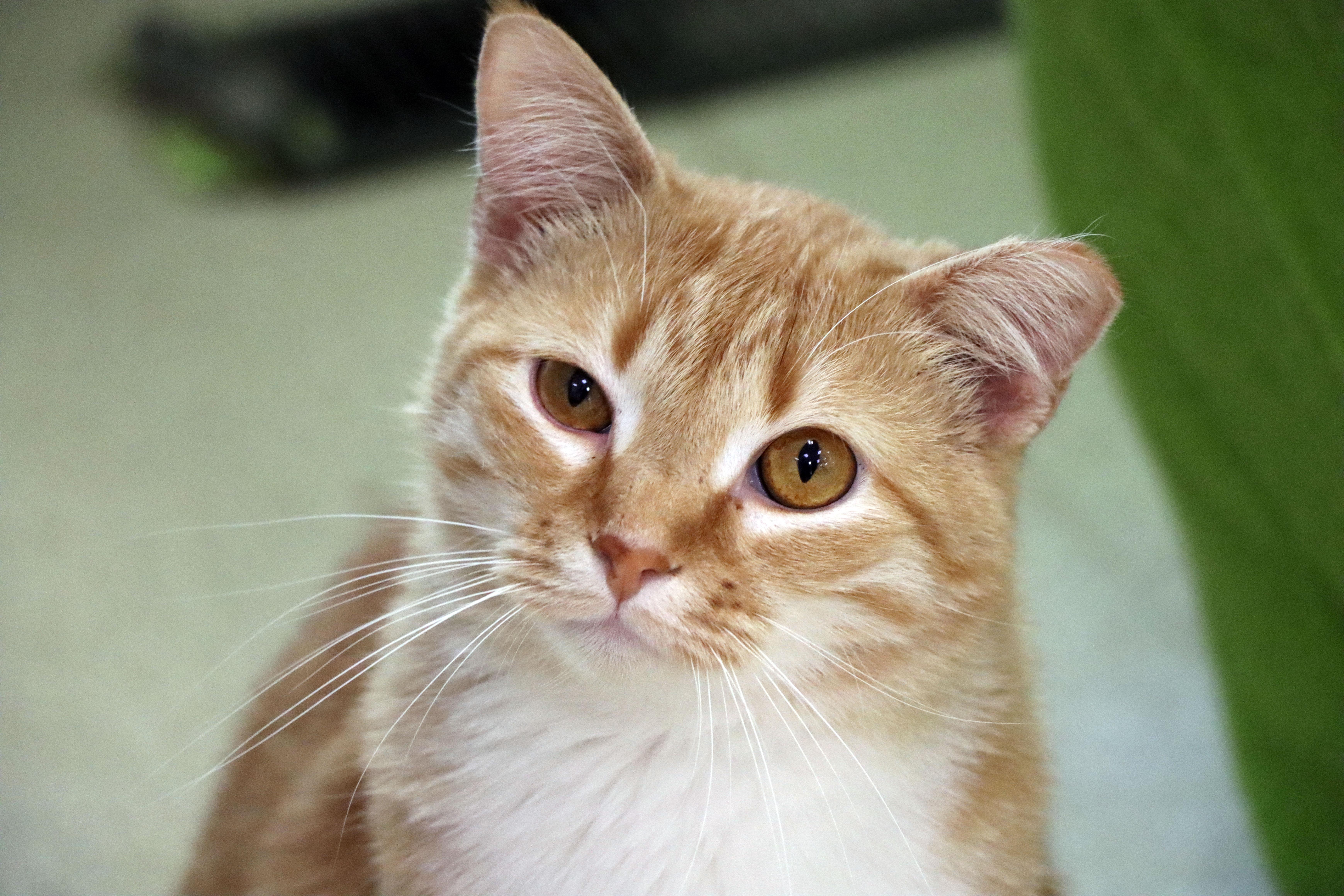 Enlarge Cheez It, a Adoptable Domestic Short Hair in House Springs, MO image 1/1
