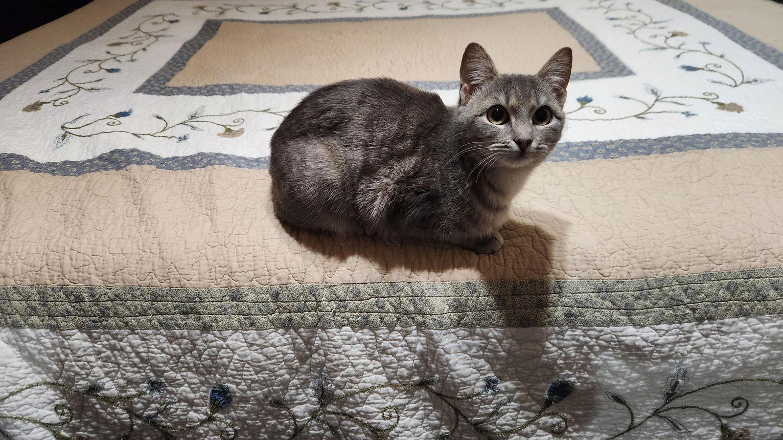 Gracy, Adopted, Young Female American Shorthair.