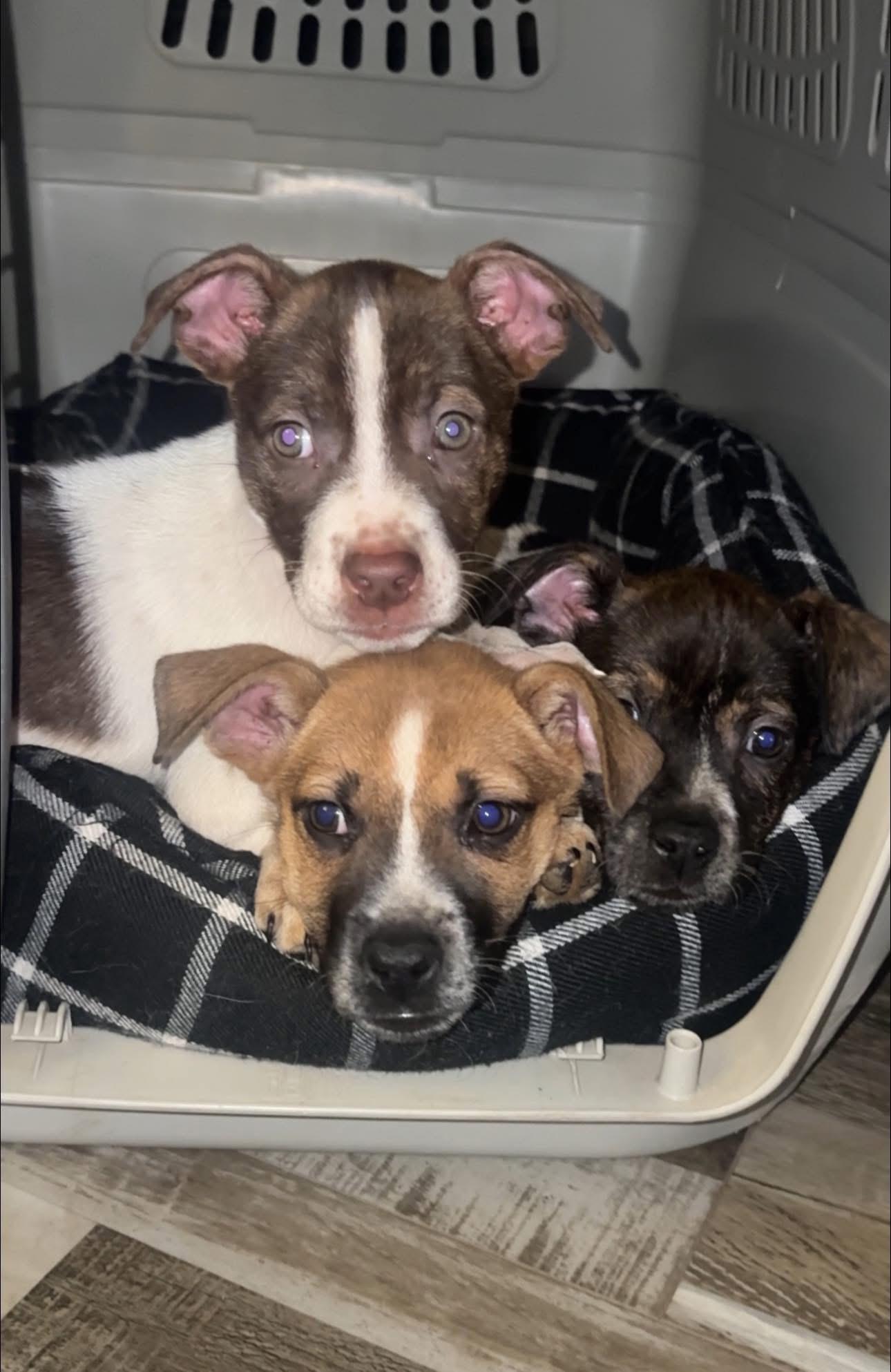 Mocha, Adoptable, Puppy Female Mixed Breed.