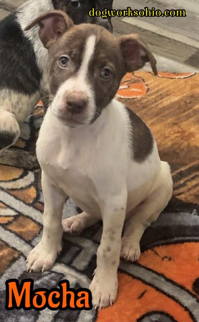 Mocha, Adoptable, Puppy Female Mixed Breed.