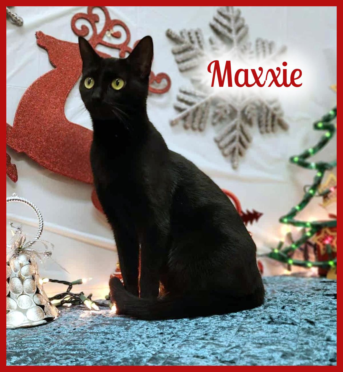 Maxxie, an adopted mixed breed in Wedowee, AL image 3/5