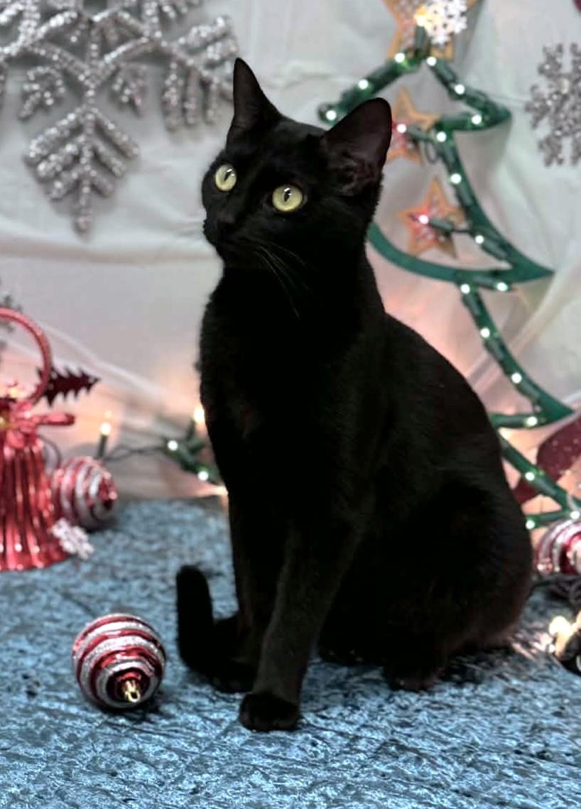 Maxxie, an adopted mixed breed in Wedowee, AL image 4/5