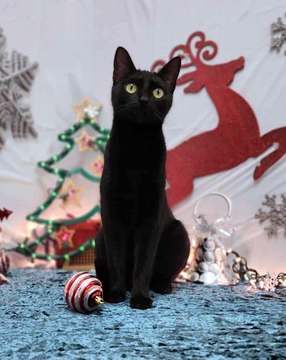 Maxxie, an adopted mixed breed in Wedowee, AL image 2/5