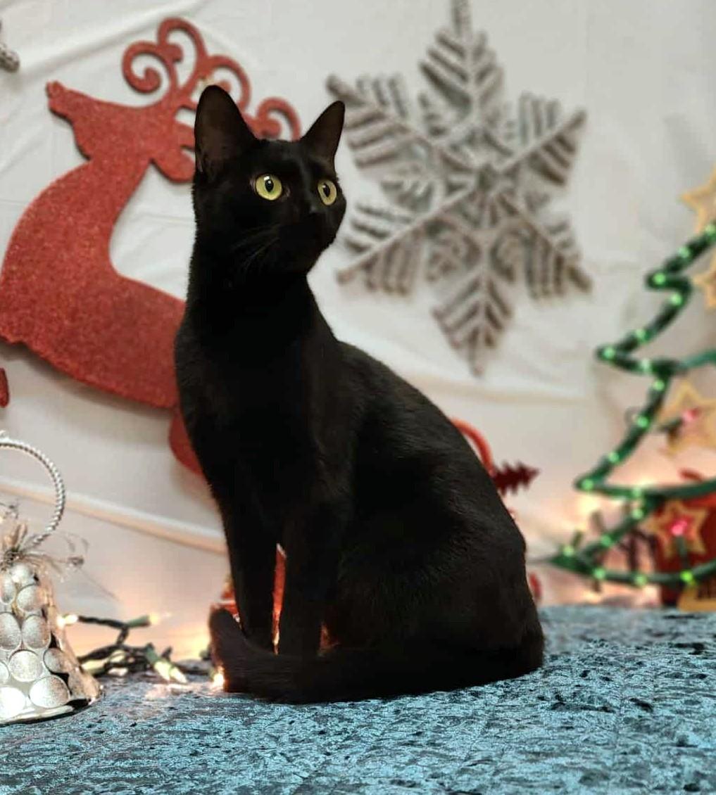 Maxxie, an adopted mixed breed in Wedowee, AL image 1/5