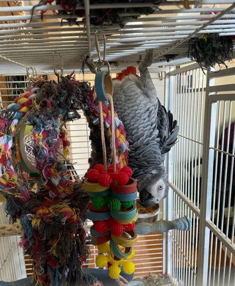 Enlarge Shadow, a Adoptable African Grey in Belford, NJ image 1/3