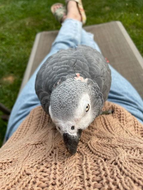 Enlarge Shadow, a Adoptable African Grey in Belford, NJ image 2/3