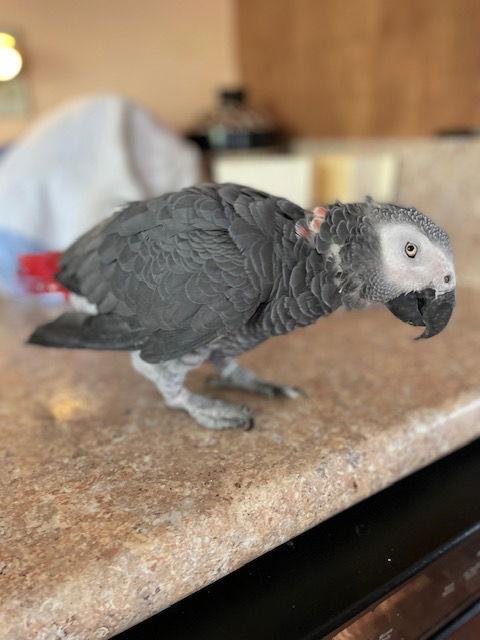 Enlarge Shadow, a Adoptable African Grey in Belford, NJ image 3/3