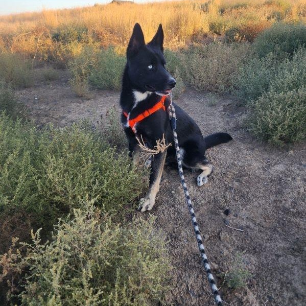 Diamond, an adoptable German Shepherd Dog in Spokane, WA, 99208 | Photo Image 6