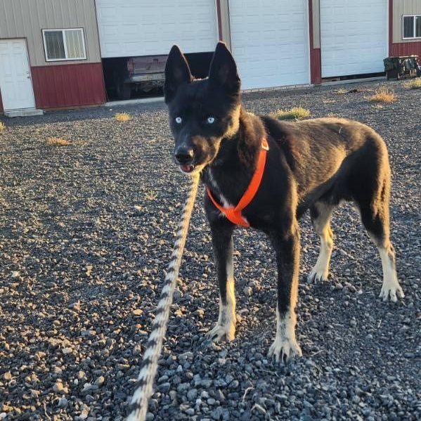 Diamond, an adoptable German Shepherd Dog in Spokane, WA, 99208 | Photo Image 2