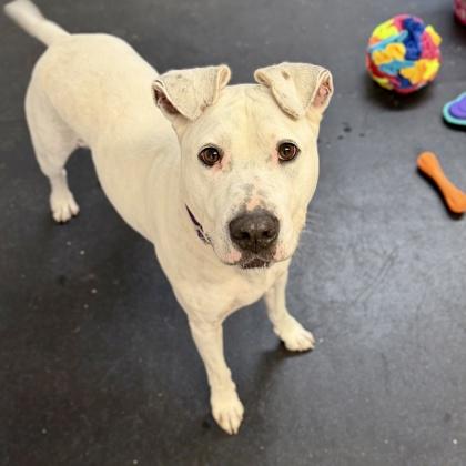 Bruno, a Adoptable mixed breed in Camano Island, WA image 1/3