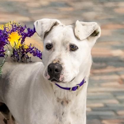 Bruno, a Adoptable mixed breed in Camano Island, WA image 2/3