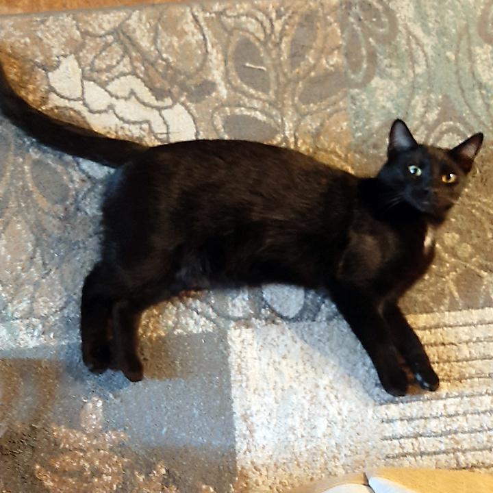 Enlarge BP, a Adoptable Domestic Short Hair in Redlands, CA image 1/1