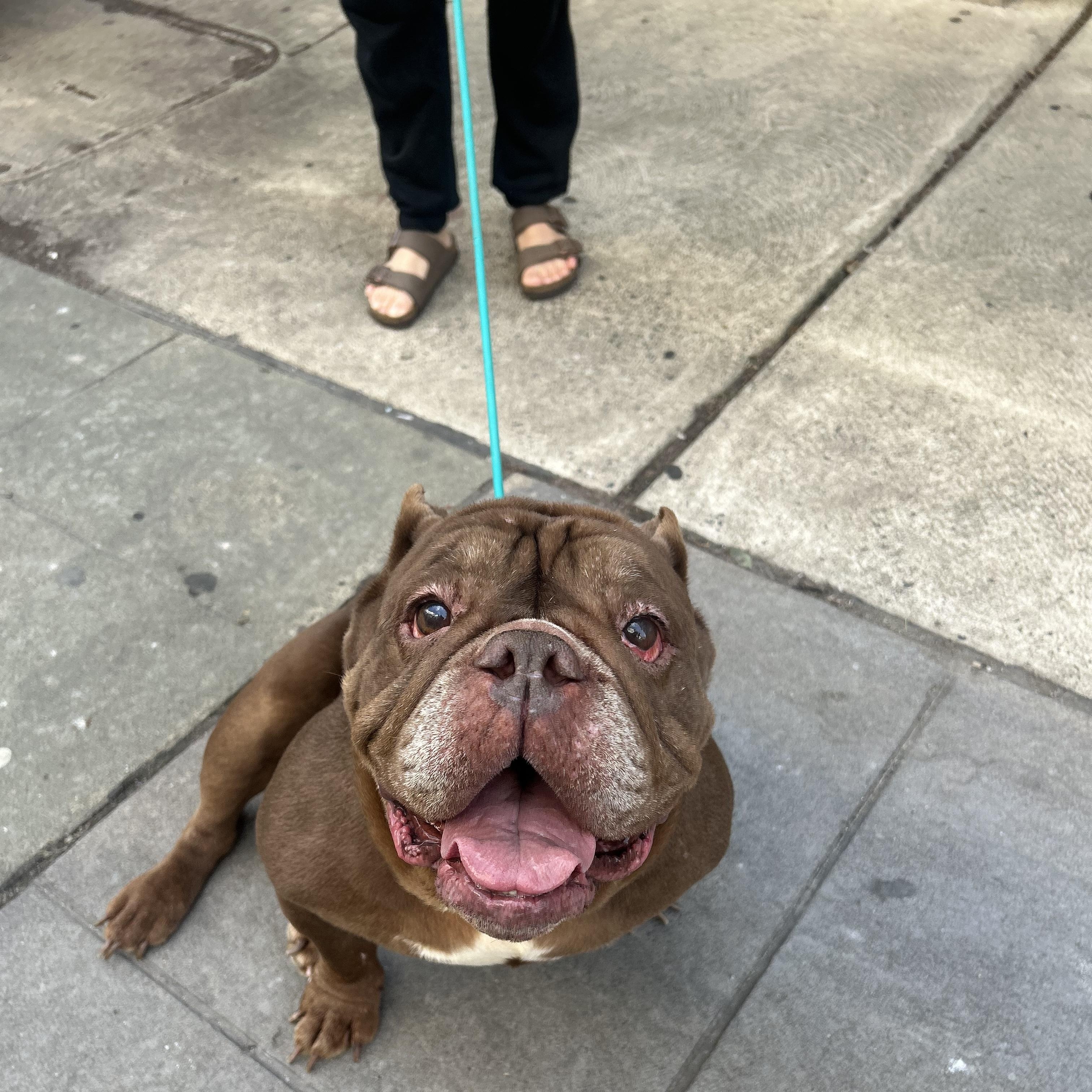 Enlarge Pearl, a Adoptable mixed breed in Philadelphia, PA image 4/6