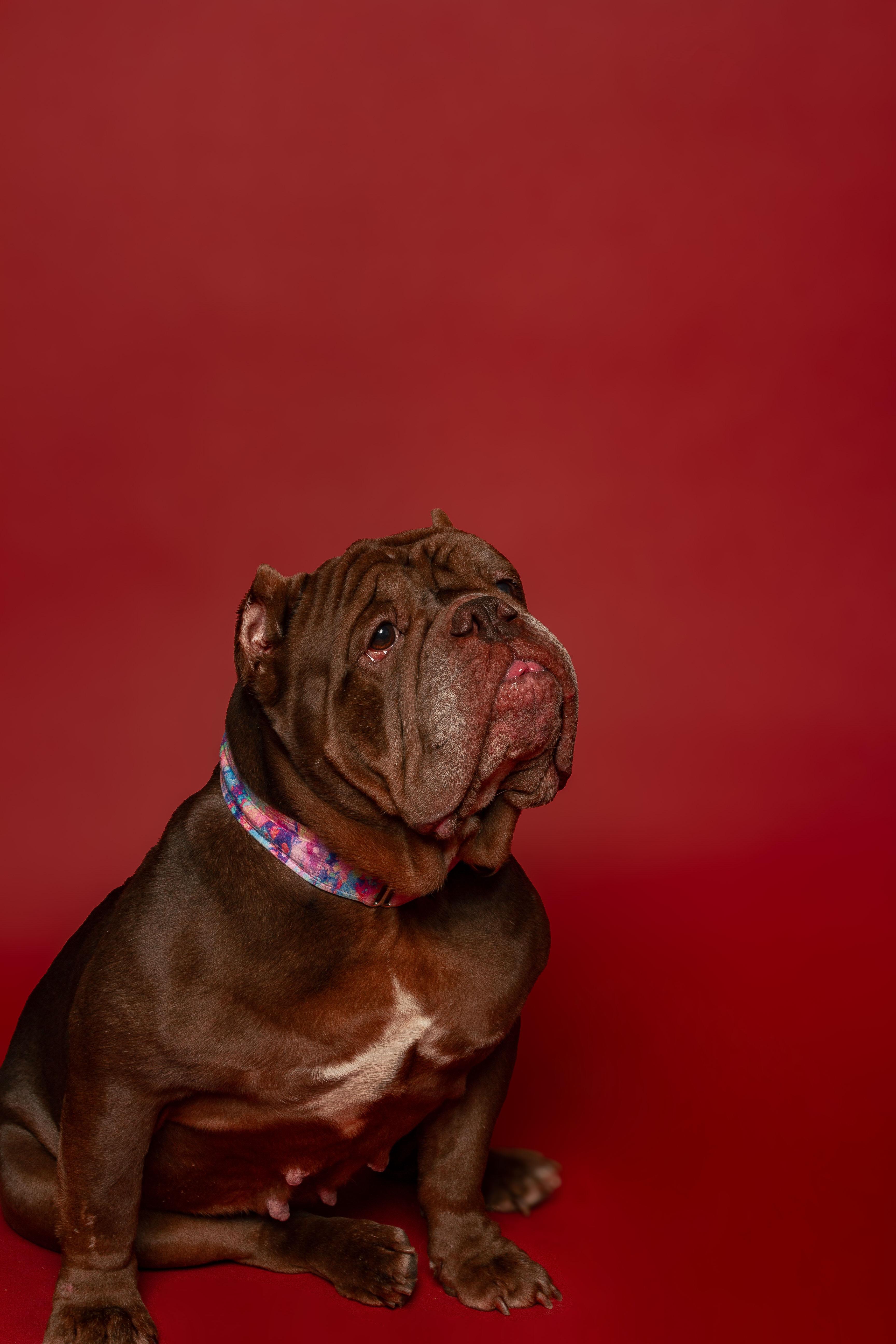 Enlarge Pearl, a ADOPTABLE mixed breed in Philadelphia, PA image 2/3