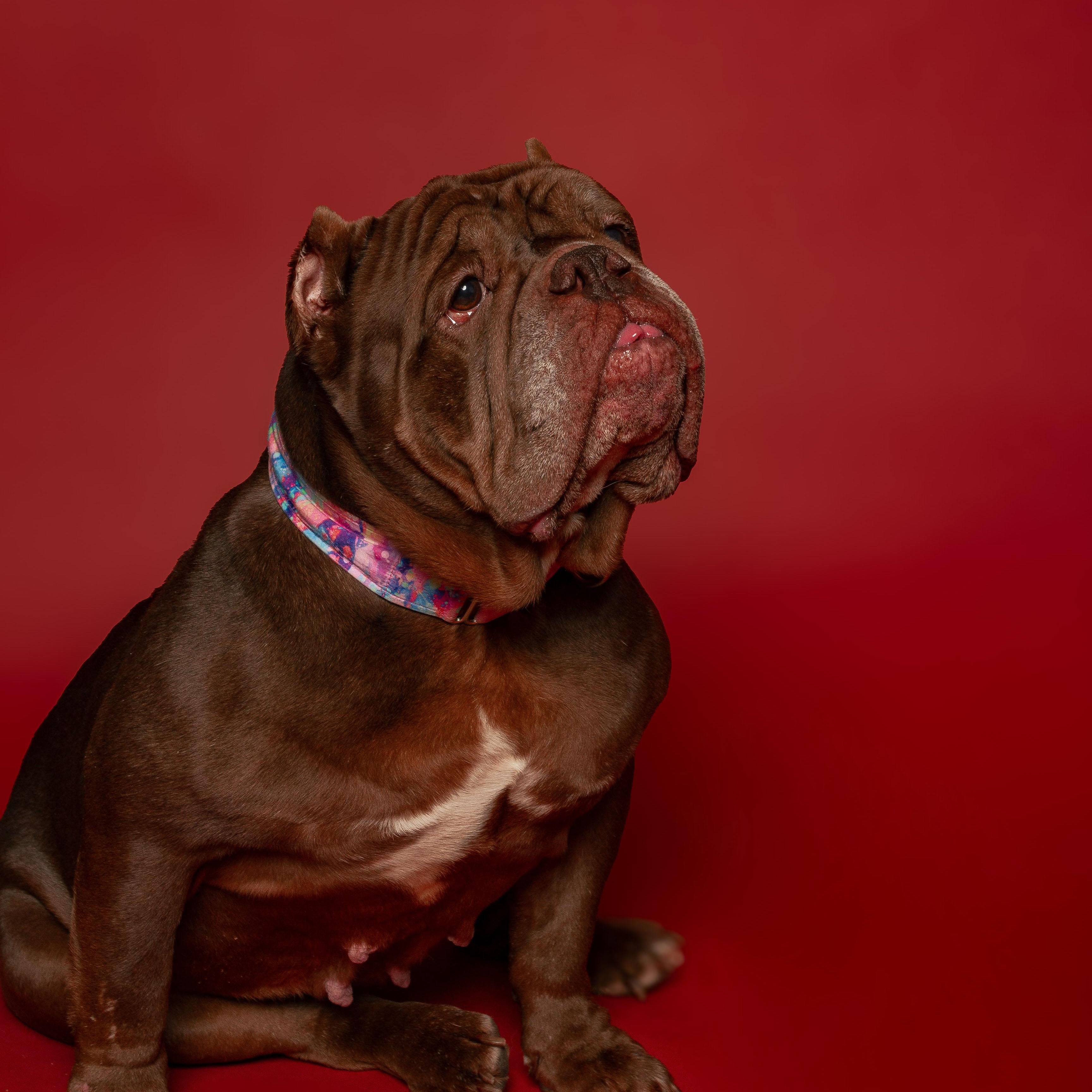 Enlarge Pearl, a Adoptable mixed breed in Philadelphia, PA image 3/6