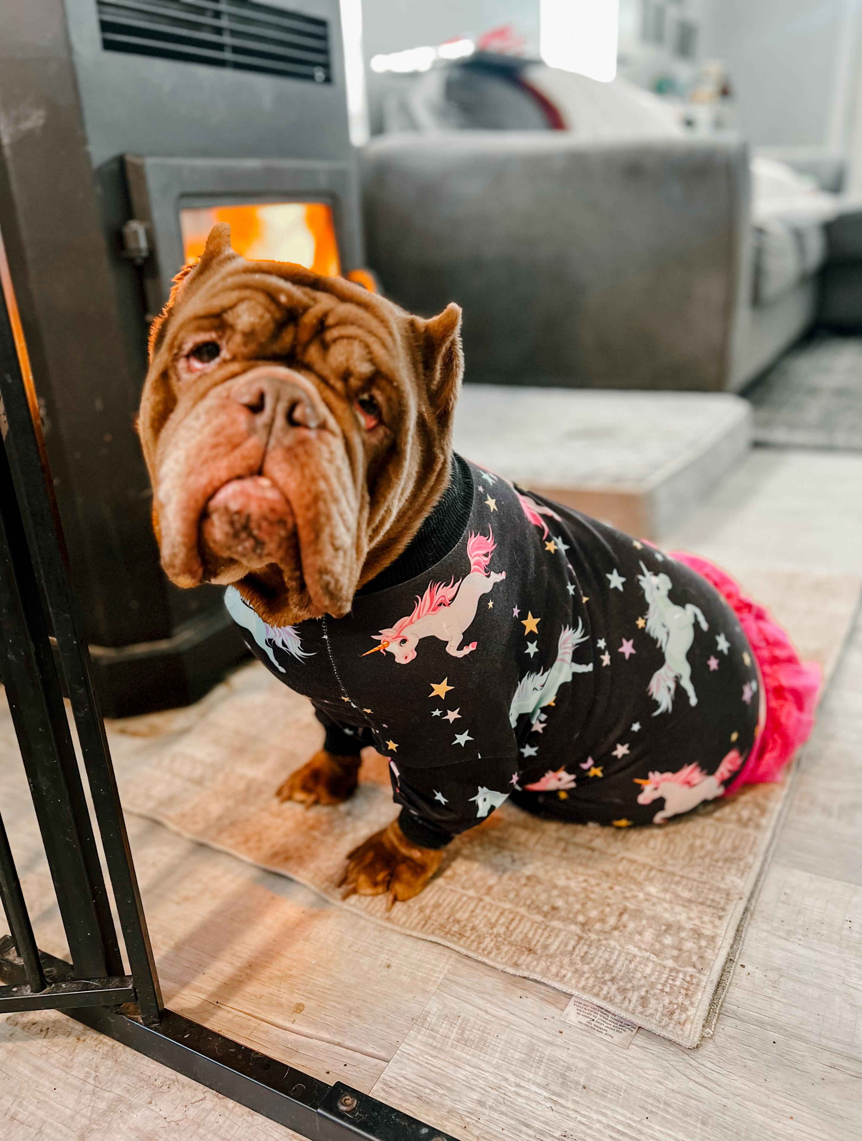 Enlarge Pearl, a ADOPTABLE mixed breed in Philadelphia, PA image 3/3