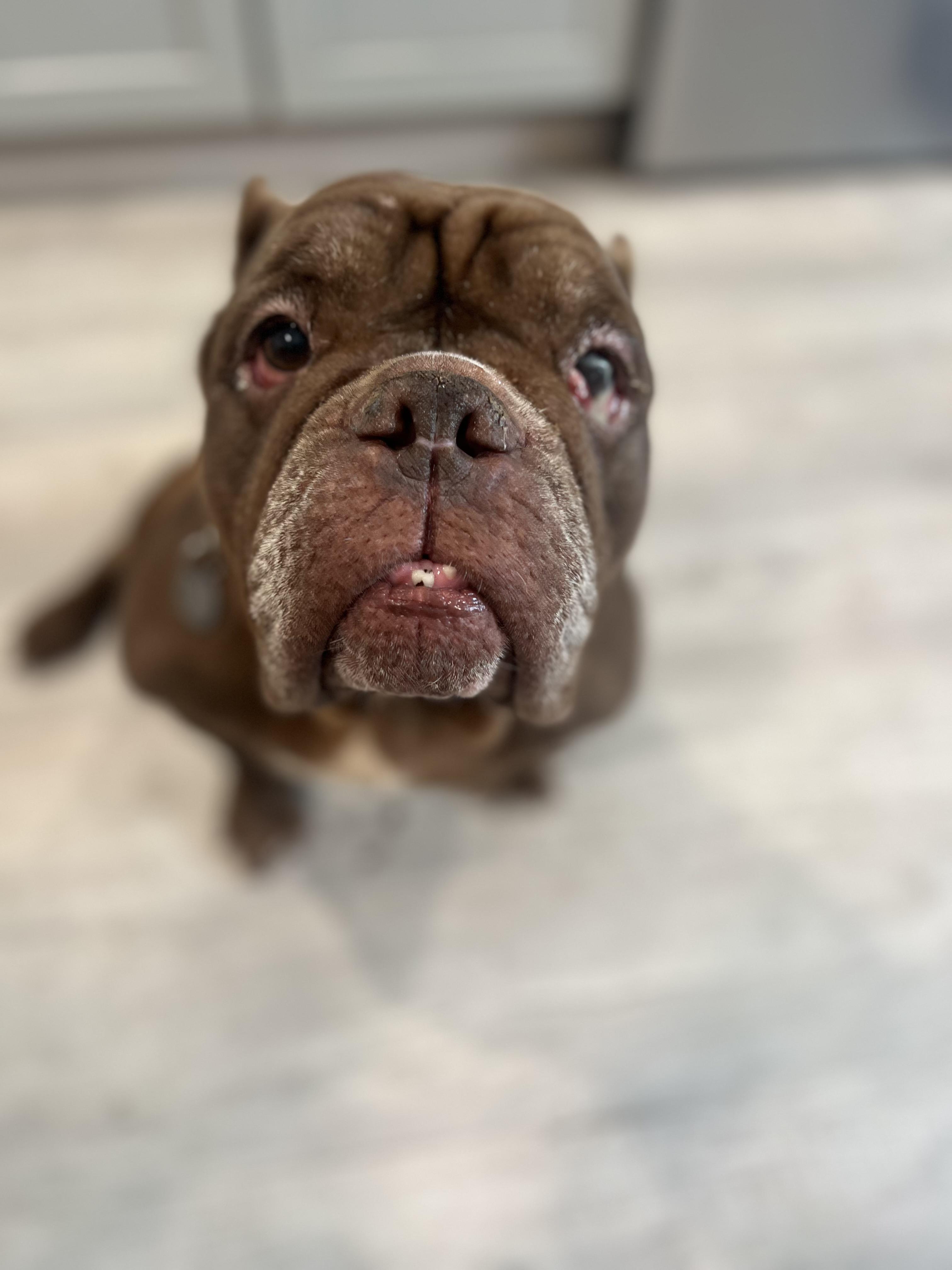 Pearl, ADOPTABLE, Adult Female Bulldog.