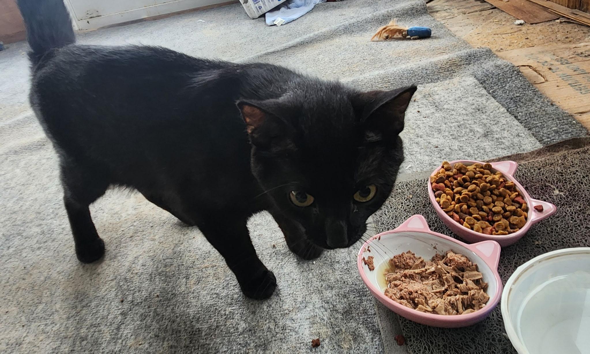 Salem, Adoptable, Young Male Domestic Short Hair.
