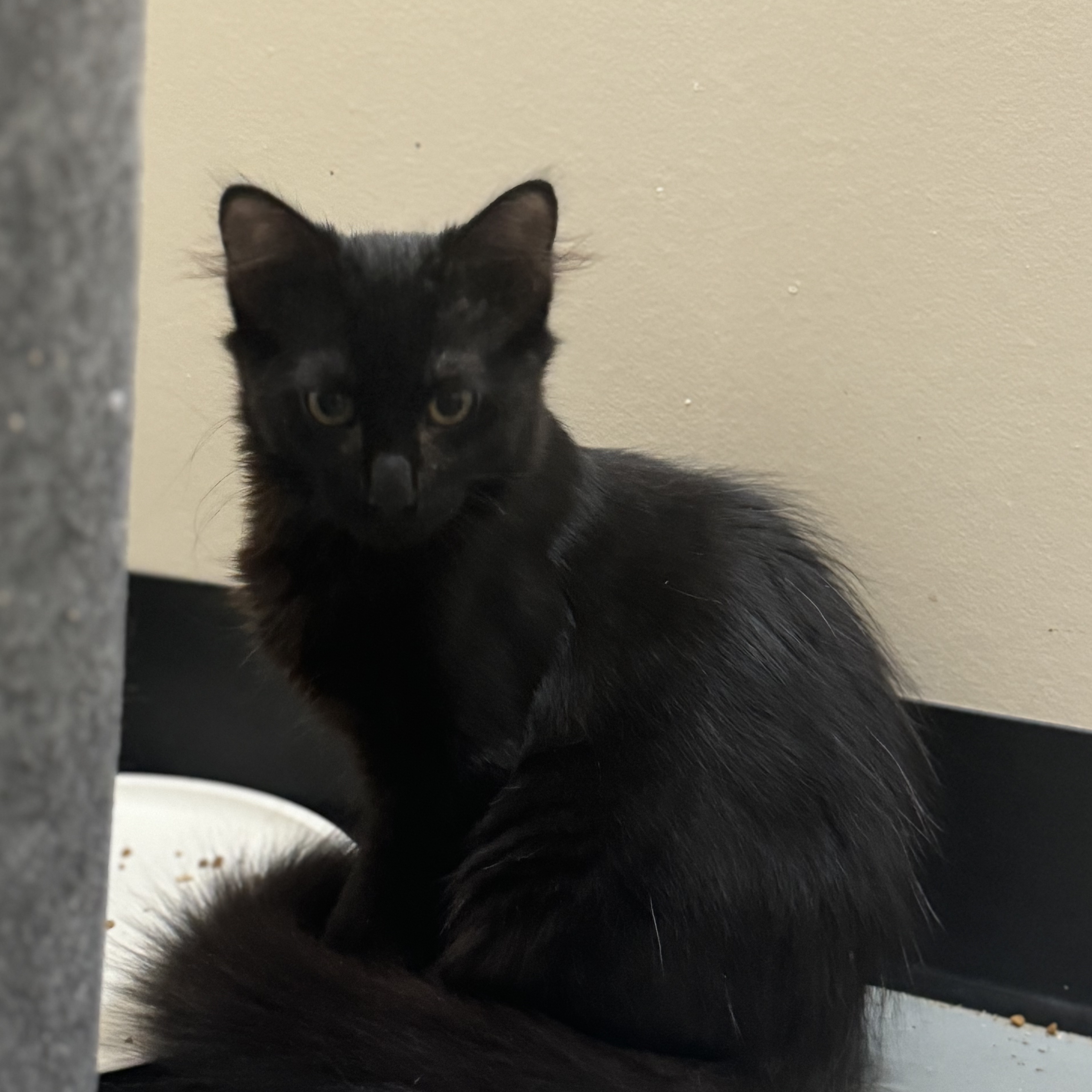 Gambit, Baby Male Domestic Long Hair