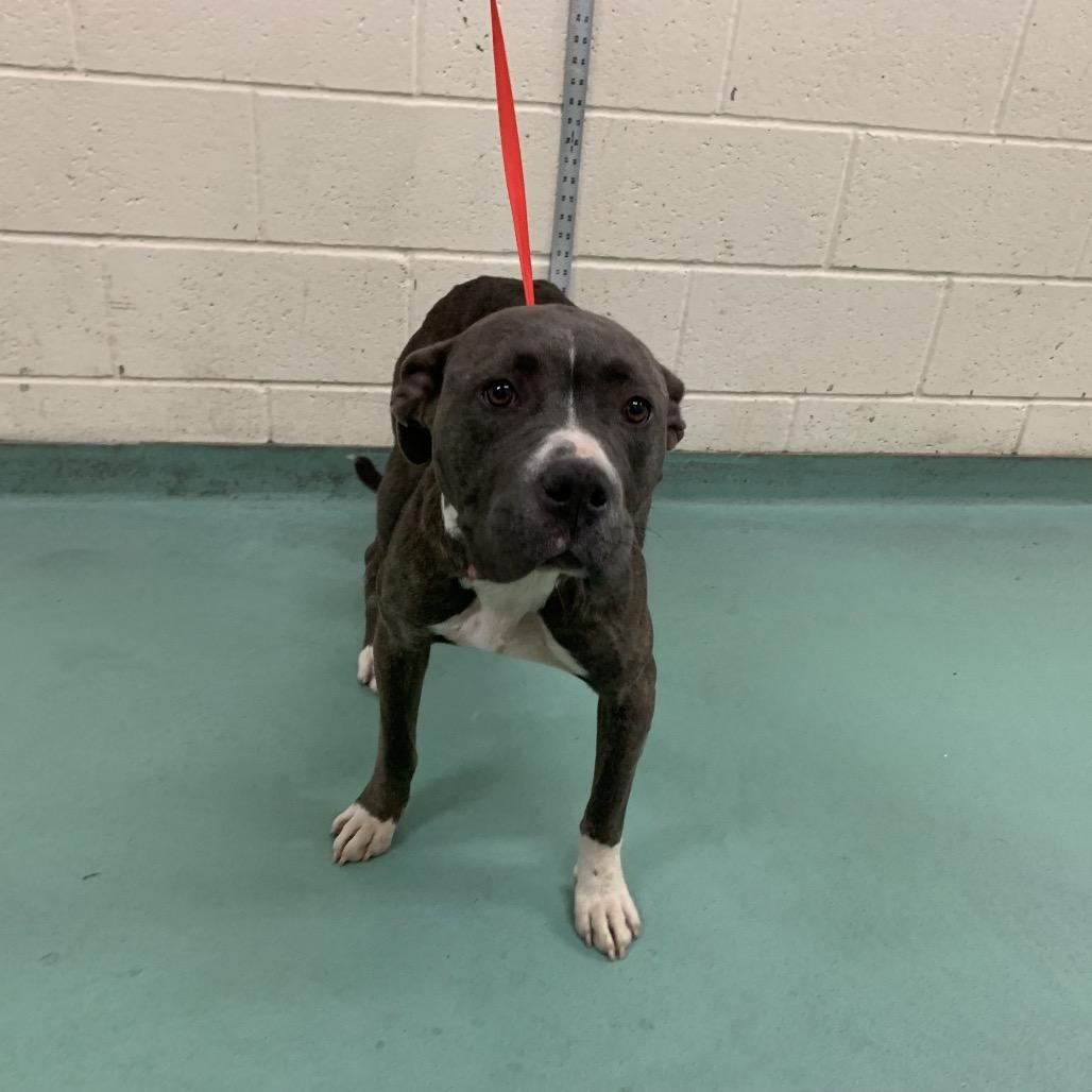 Dasher, Adoptable, Adult Female Mixed Breed.