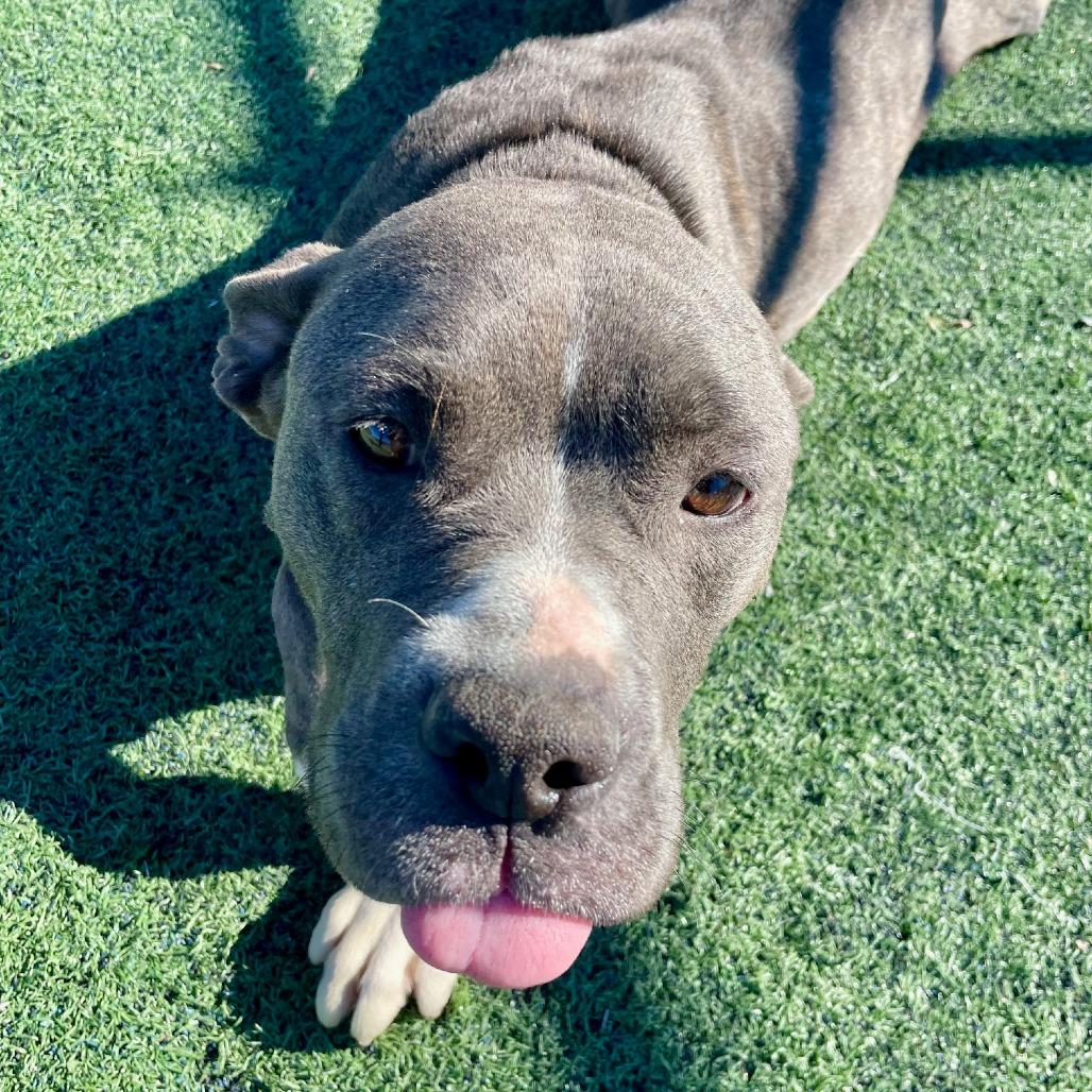 Enlarge Dasher, a Adoptable Mixed Breed in Memphis, TN image 2/5