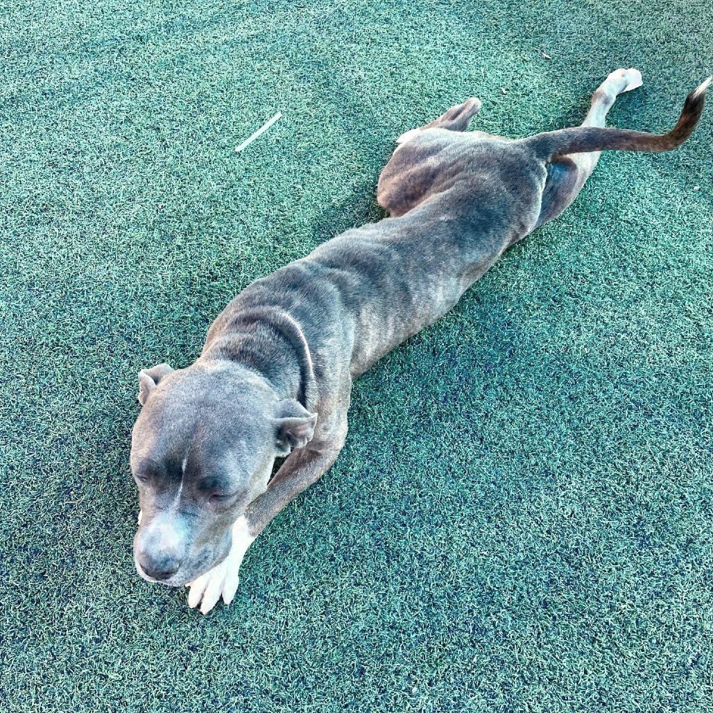Enlarge Dasher, a Adoptable Mixed Breed in Memphis, TN image 3/5