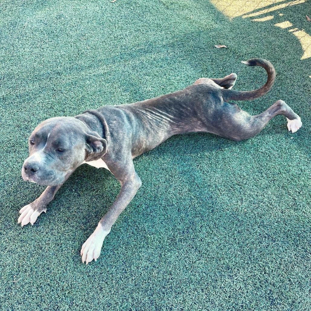 Enlarge Dasher, a Adoptable Mixed Breed in Memphis, TN image 4/5