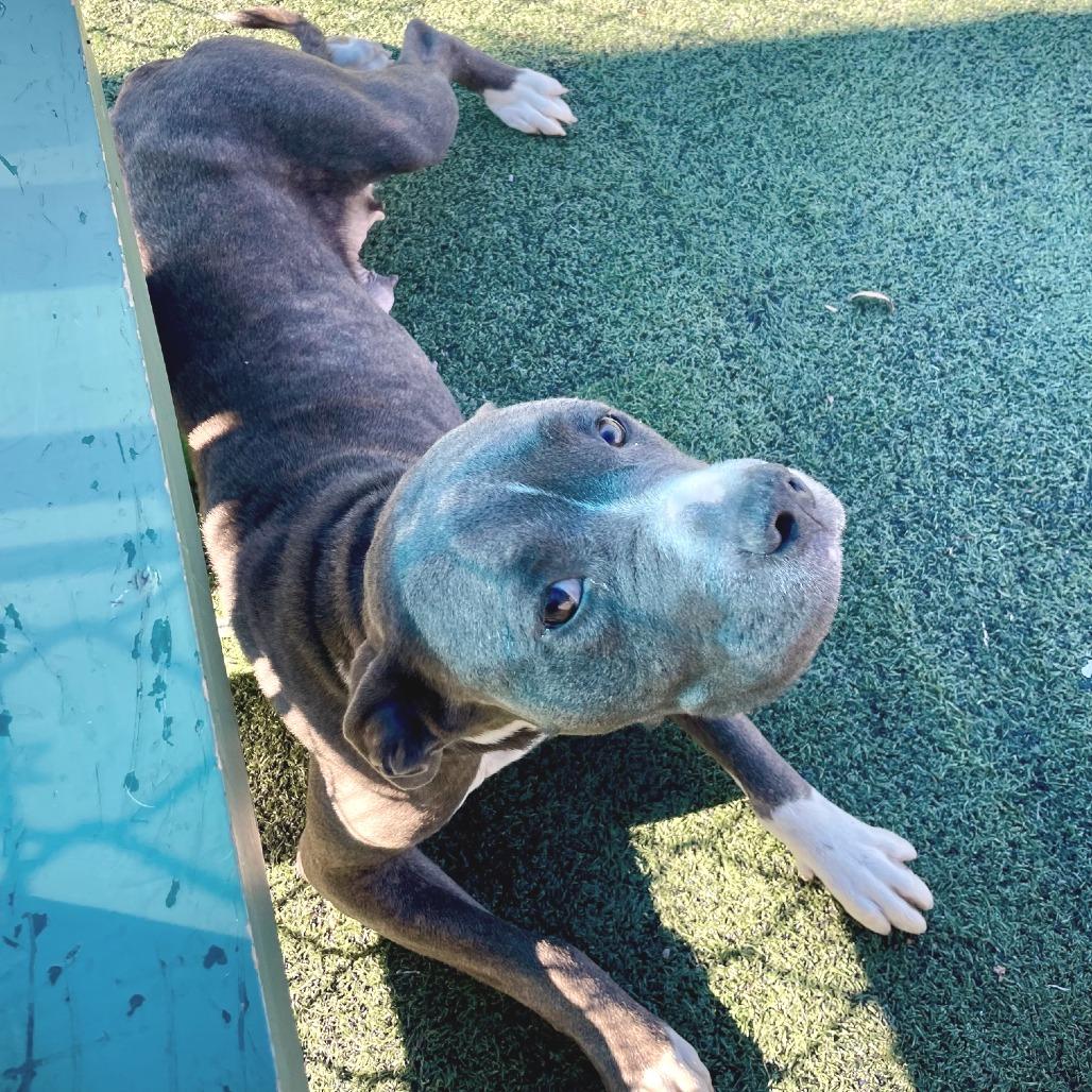 Enlarge Dasher, a Adoptable Mixed Breed in Memphis, TN image 5/5