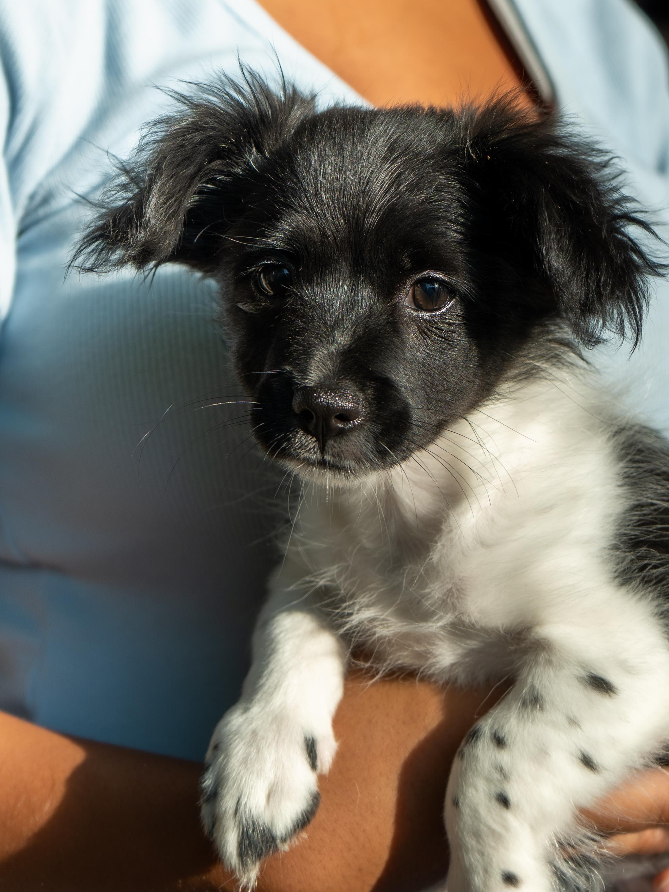 BABY THEODORE, an adopted mixed breed in Fresno, CA image 3/3