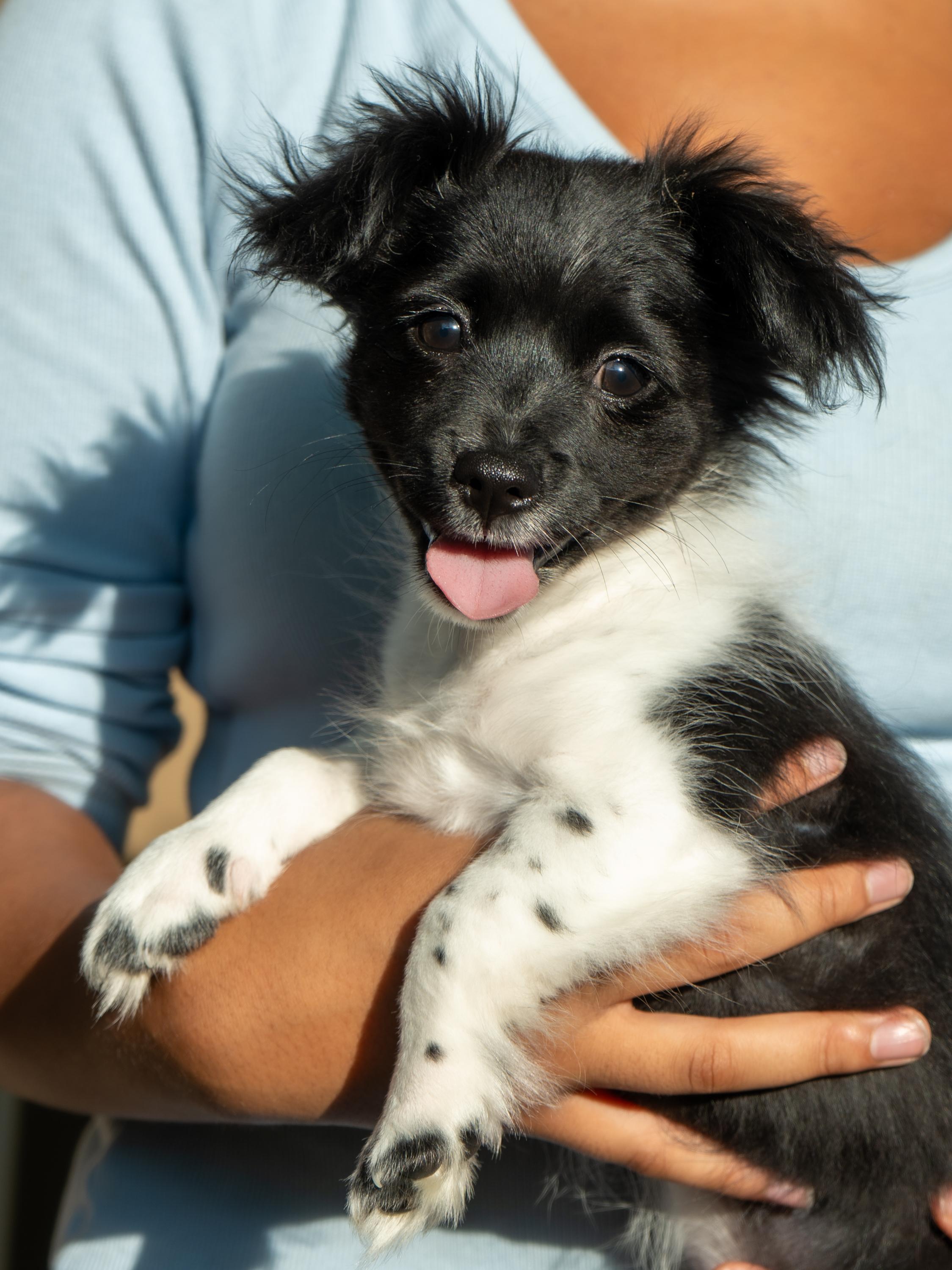 BABY THEODORE, an adopted mixed breed in Fresno, CA image 1/3