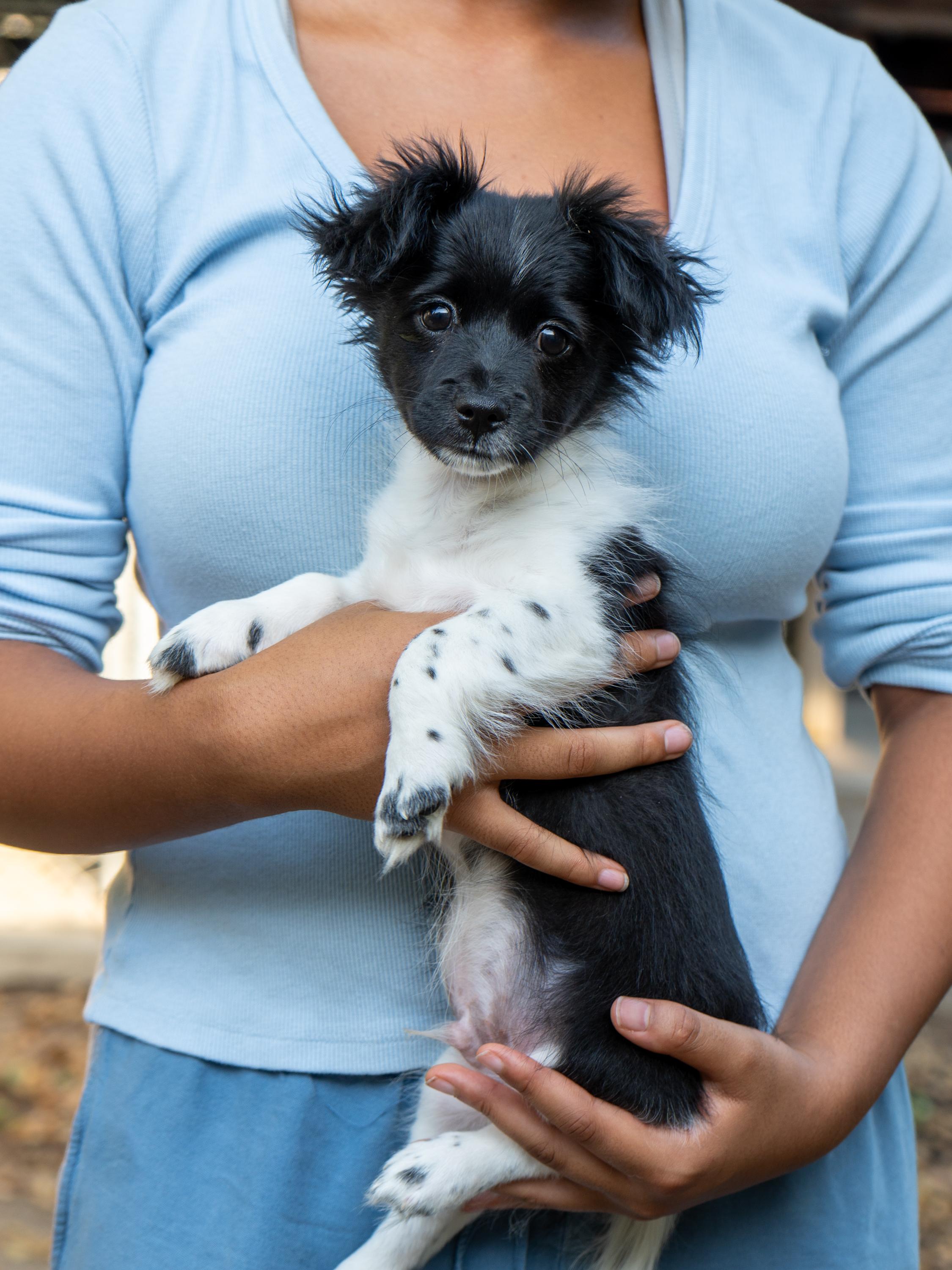 BABY THEODORE, an adopted mixed breed in Fresno, CA image 2/3