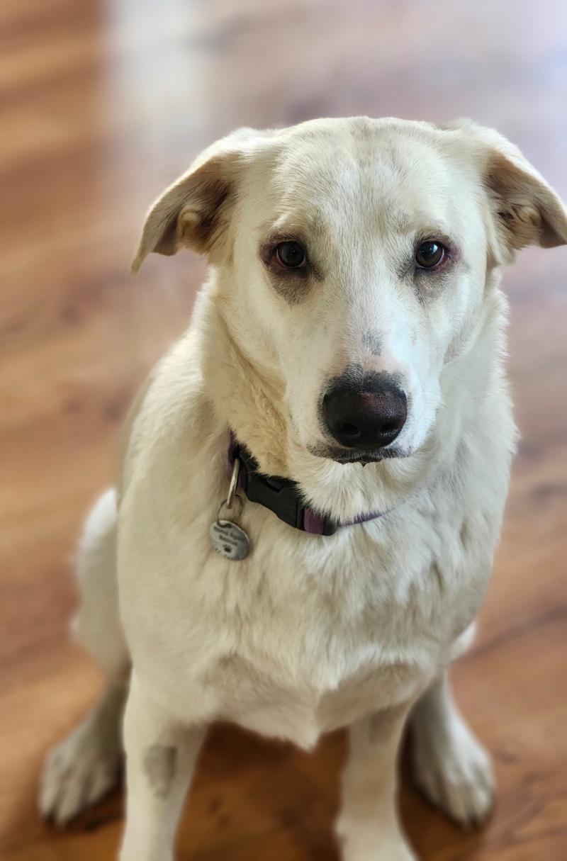 Missy, adoptable, Adult Female Labrador Retriever.