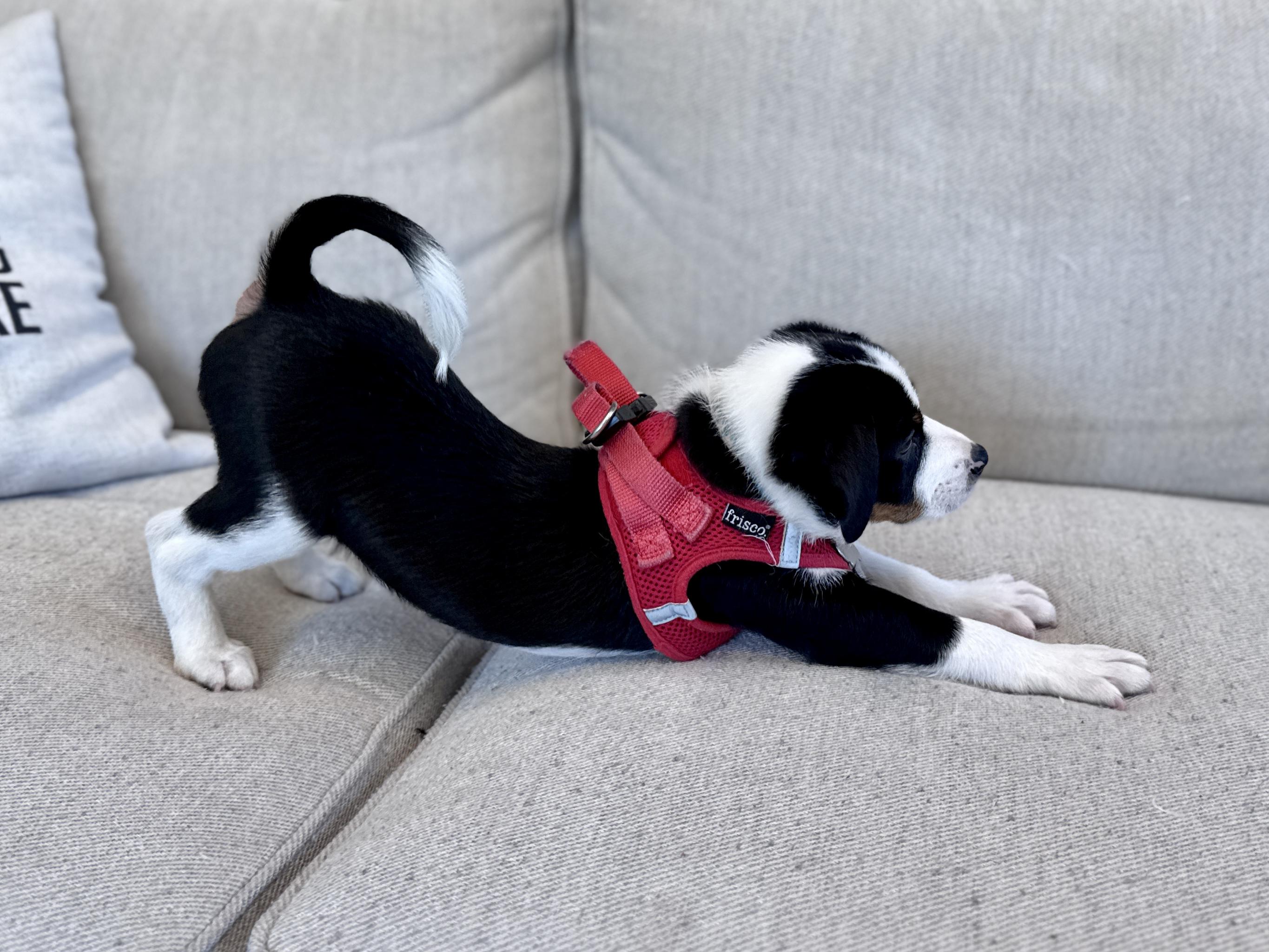 Enlarge Reksio, an adopted mixed breed in Palatine, IL image 4/6